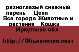 разноглазый снежный парень. › Цена ­ 10 000 - Все города Животные и растения » Кошки   . Иркутская обл.